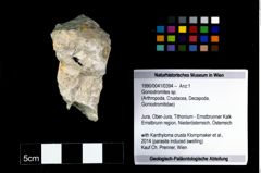 Foto (Objekt + Etikett) von Goniodromites sp.  (NHMW-GEO-1990-0041-0394)